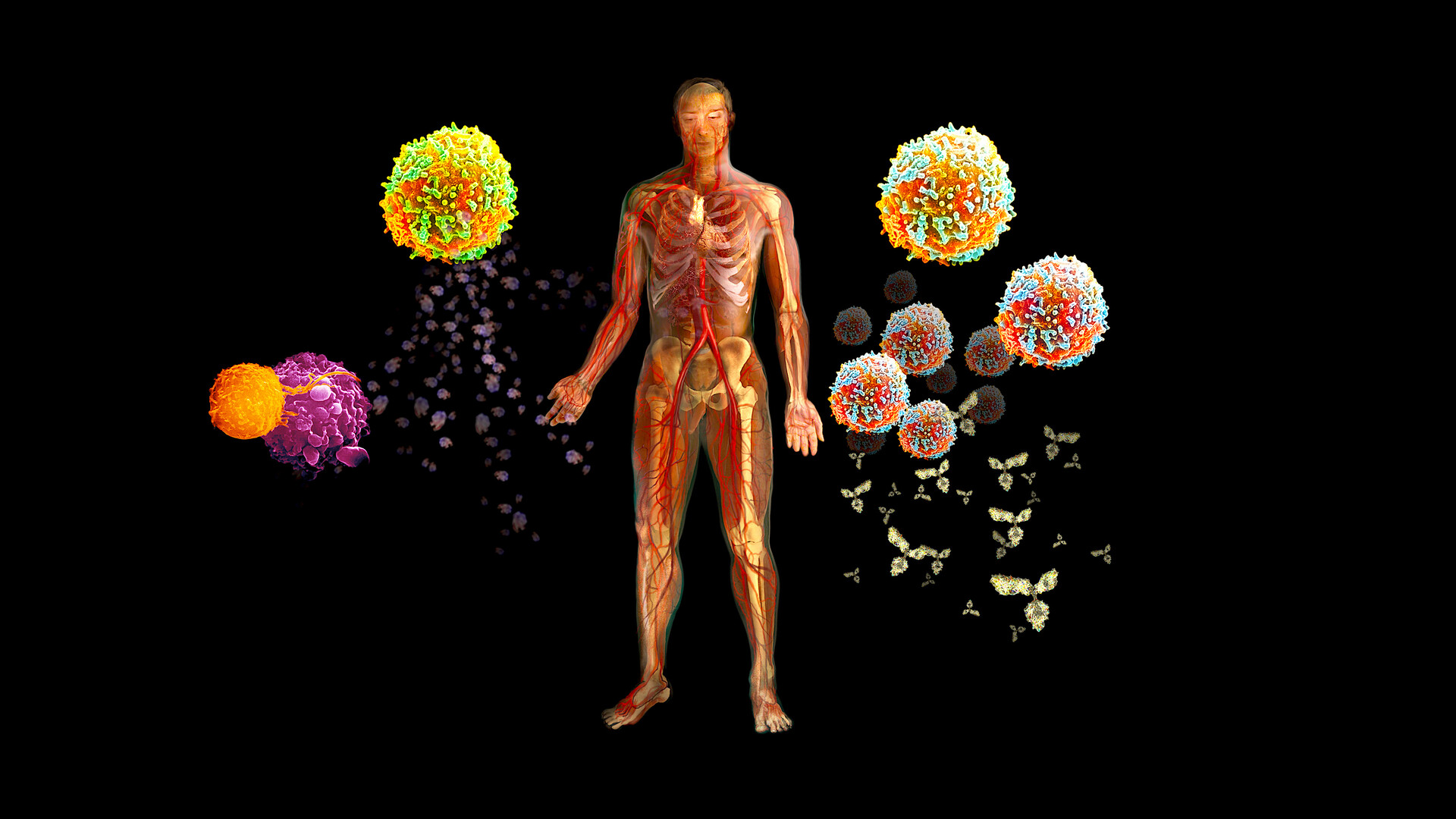 Immune System Note